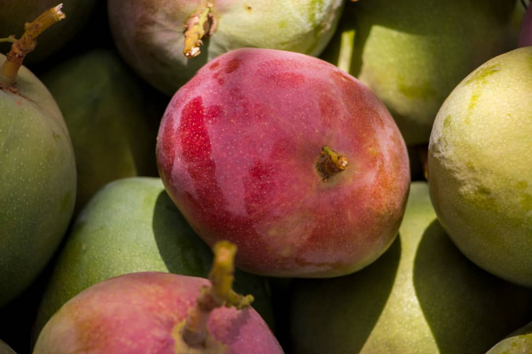 Mangue Kent