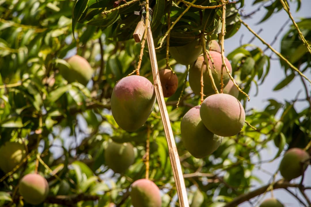 Mangues sur l'arbre