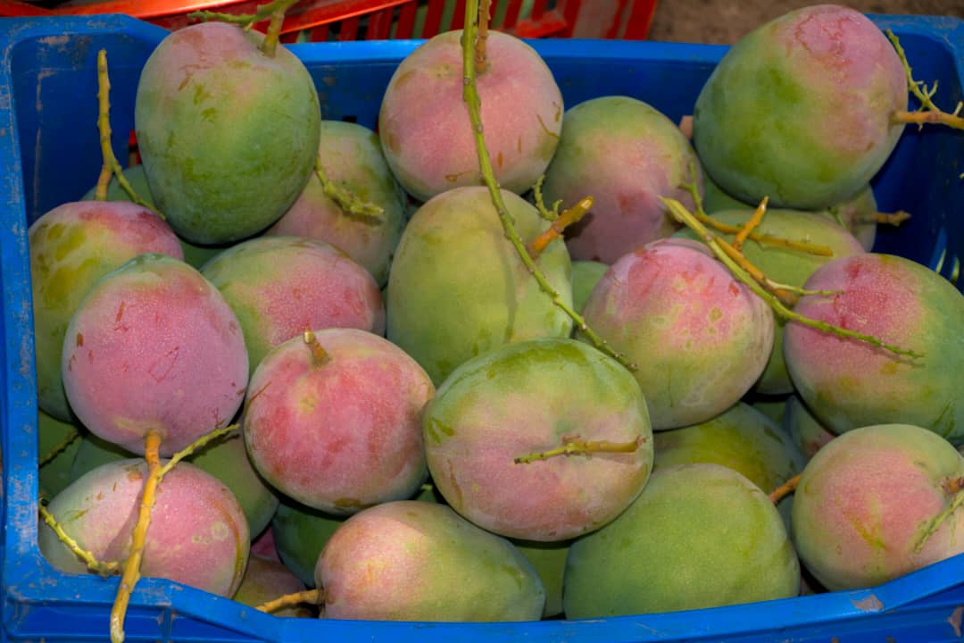 Mangues fraîchement récoltées